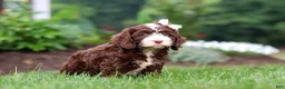 Cockapoo dogs for sale: Hazel - Ad 4