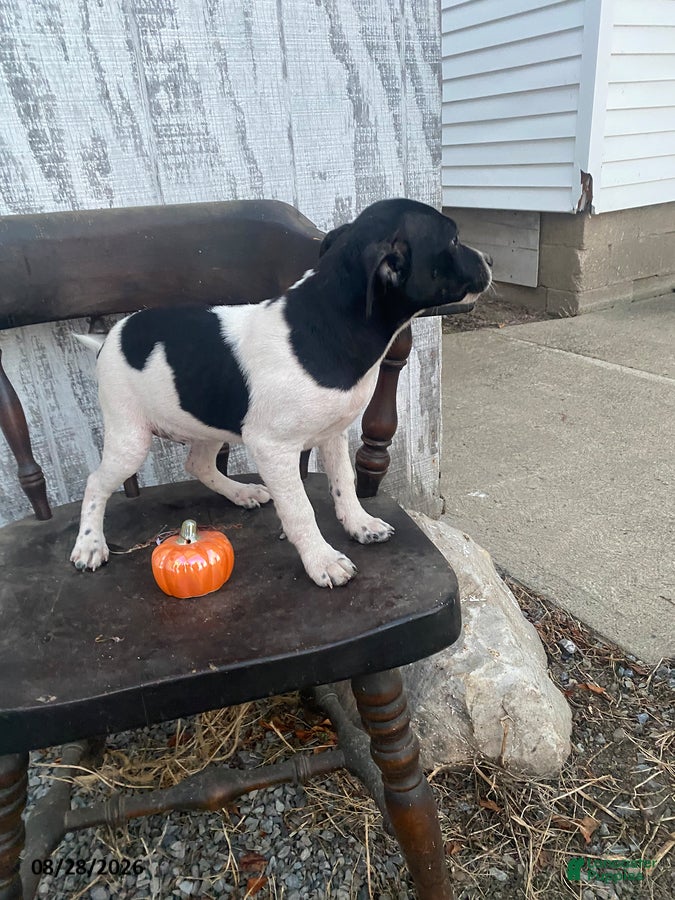 Mixed Breed dogs for sale: Dutchess - Ad 2