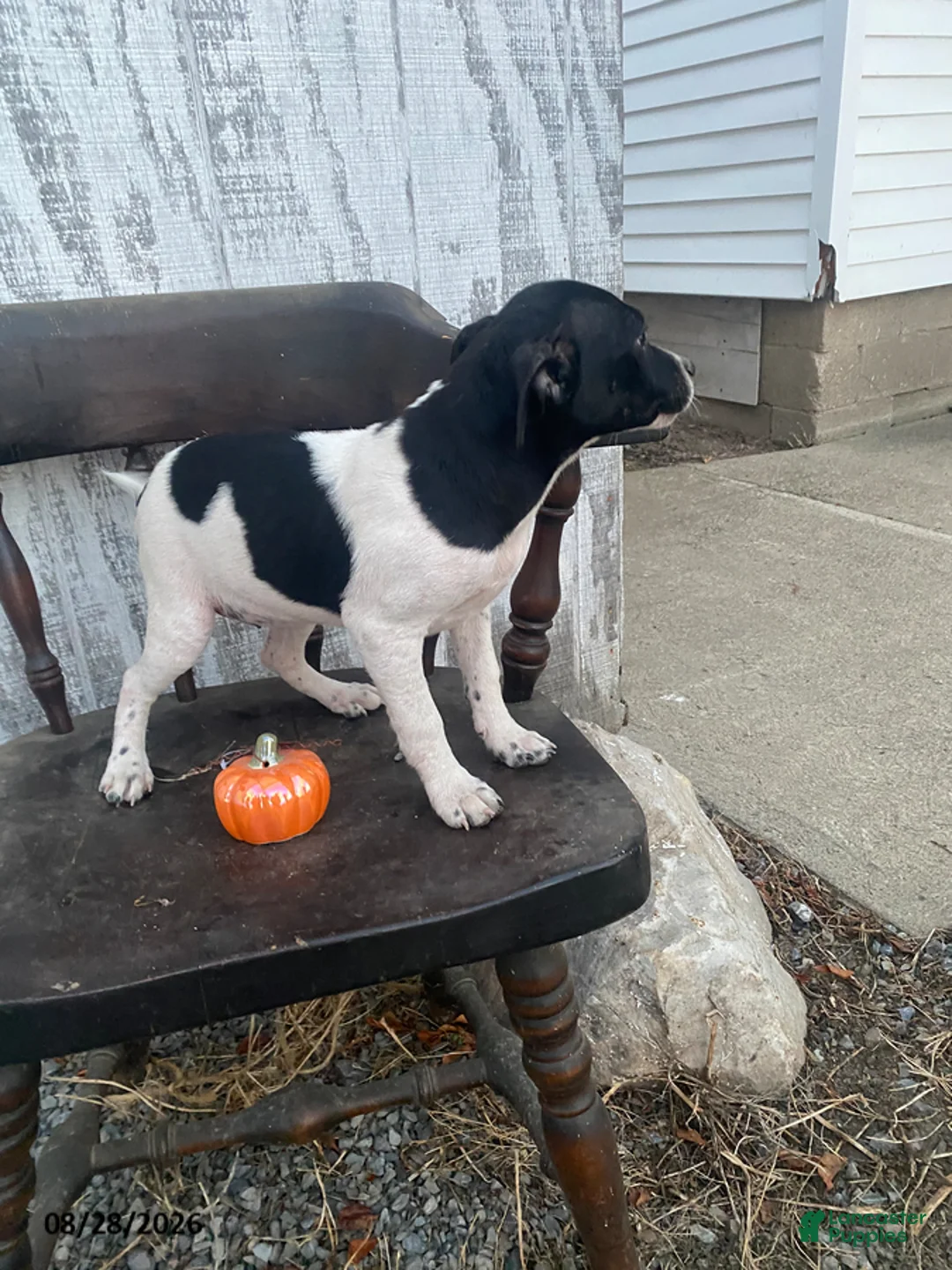 Mixed Breed dogs for sale: Dutchess - Ad 1