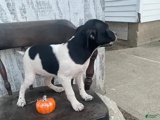 Mixed Breed dogs Dutchess - Ad 10