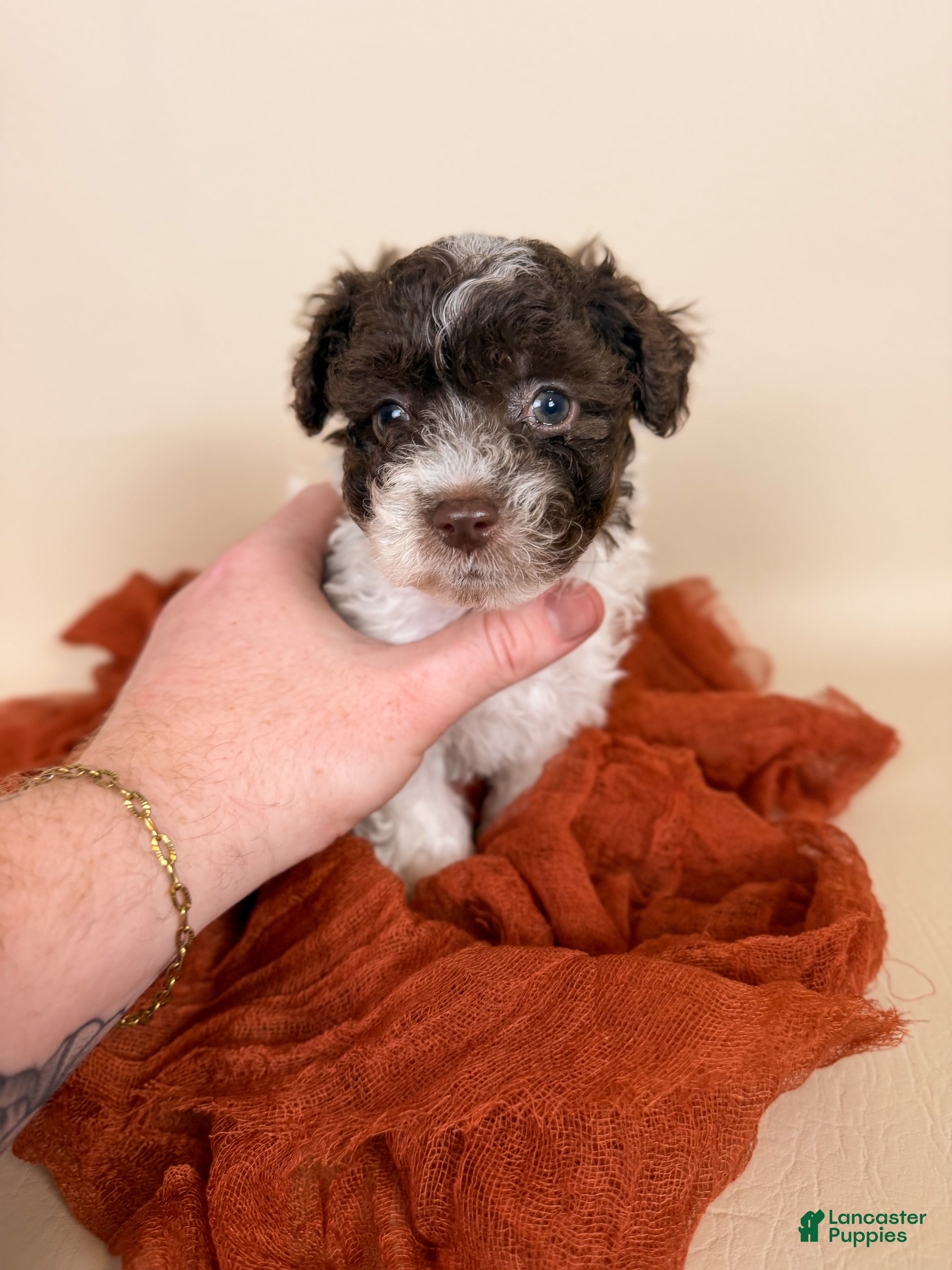Maltipoo dogs Bennett - Ad 1