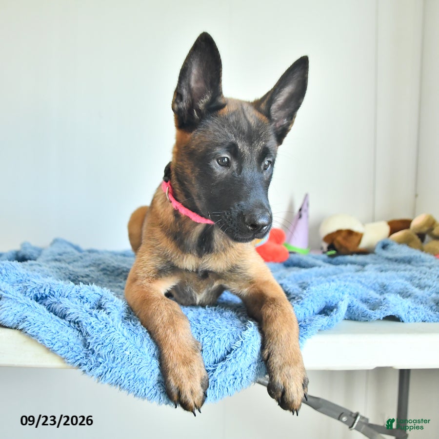Belgian Malinois dogs Tonks - Ad 2