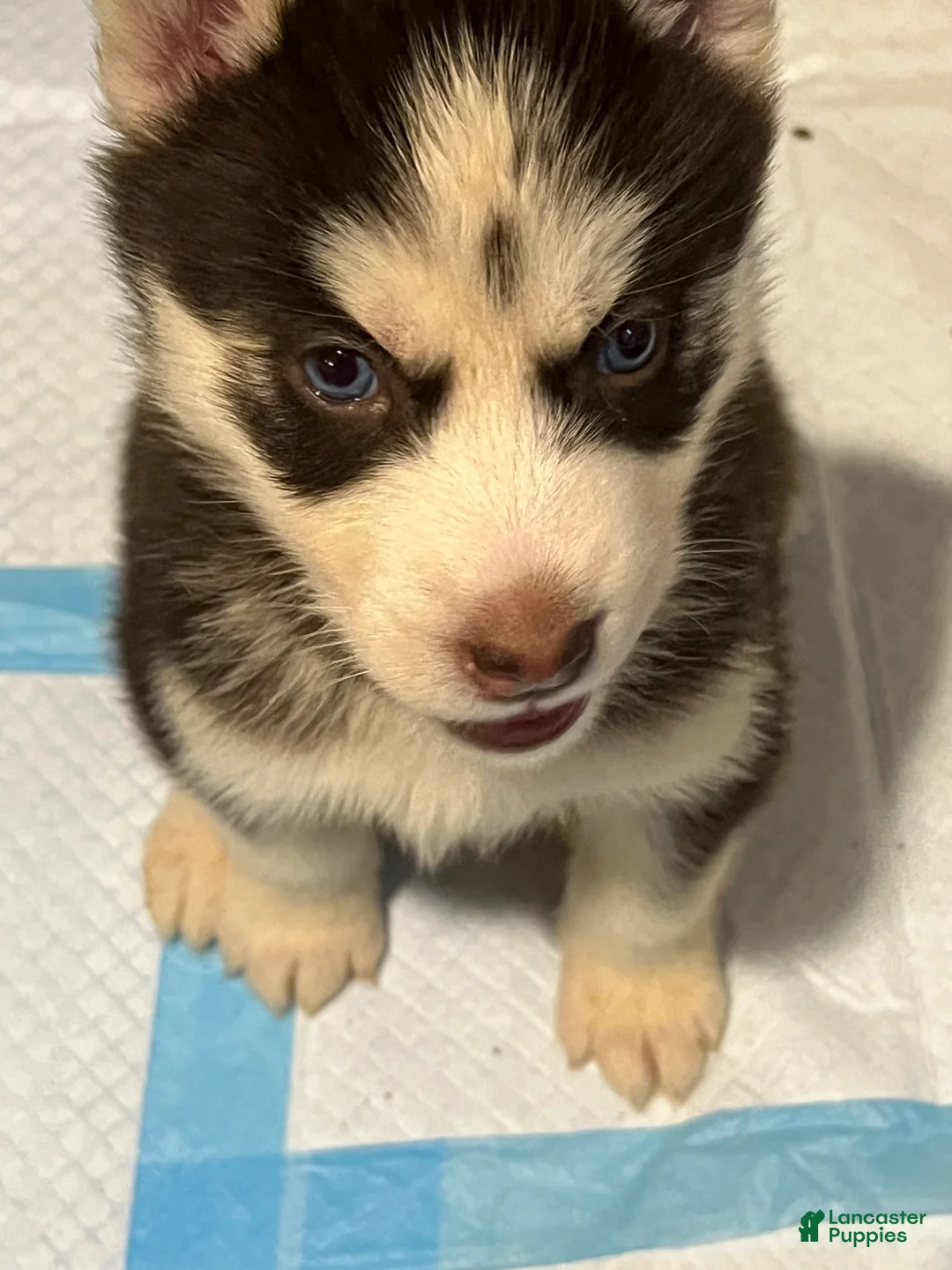 Siberian Husky dogs for sale: Siberian Husky Puppy 4 - Ad 1