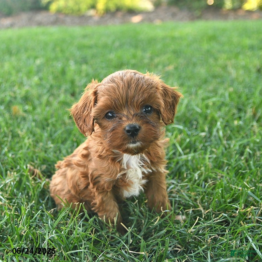 Cavapoo dogs Dusty - Ad 1