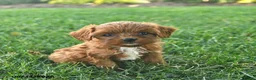 Cavapoo dogs for sale: Dusty - Ad 1