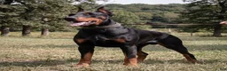 Doberman Pinscher dogs for sale: GhostFace: European Bloodlines - Ad 6