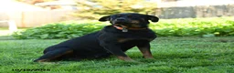Rottweiler dogs for sale: Max - Ad 4