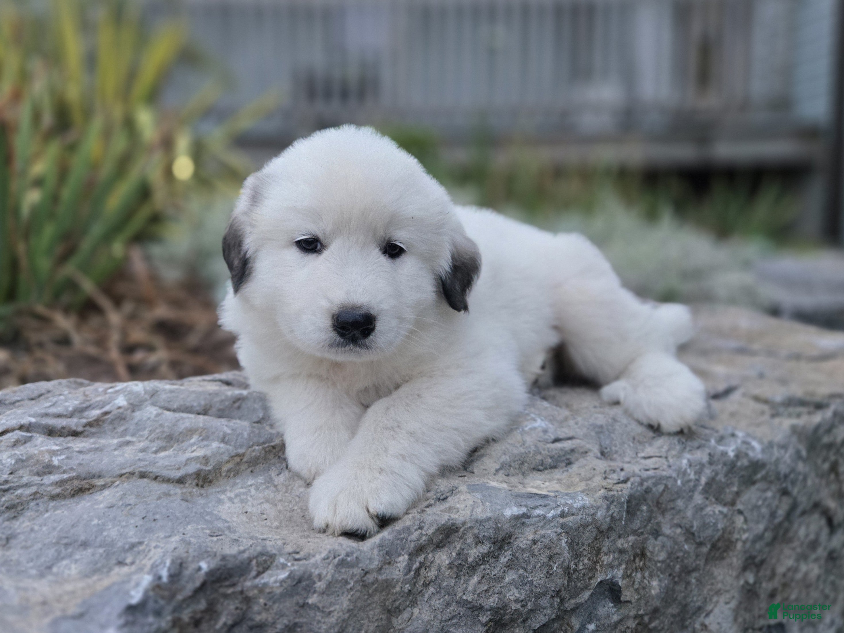 Snowball (Pyrenean Mountain Dog, Female) in Port Byron, NY