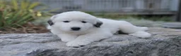 Great Pyrenees dogs for sale: Snowball - Ad 1