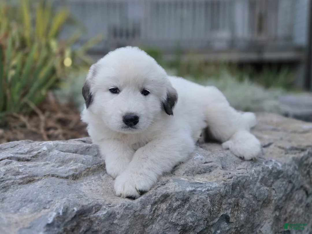 Great Pyrenees dogs for sale: Snowball - Ad 1