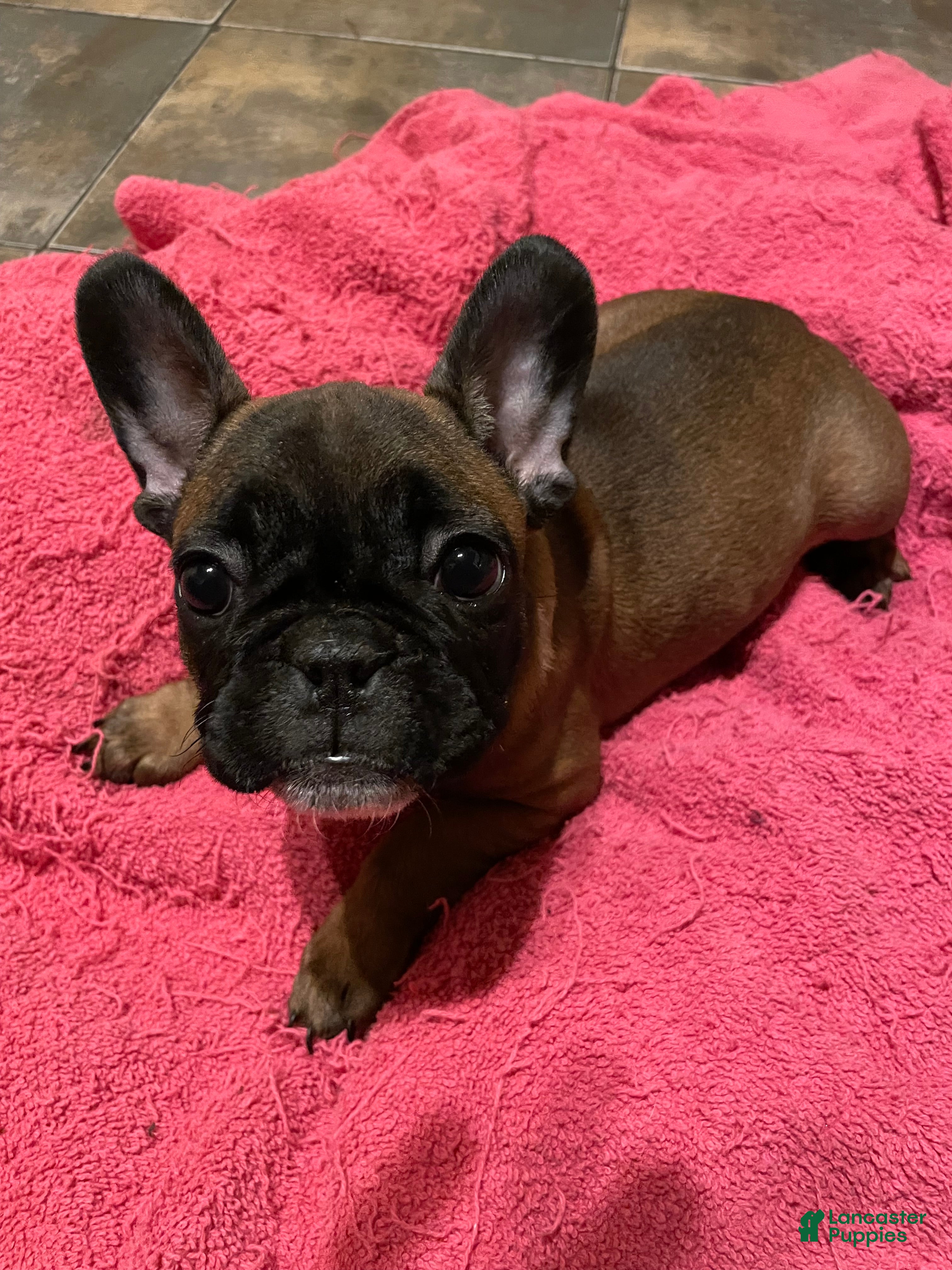 French Bulldog dogs French Bulldog Puppy 1 - Ad 4