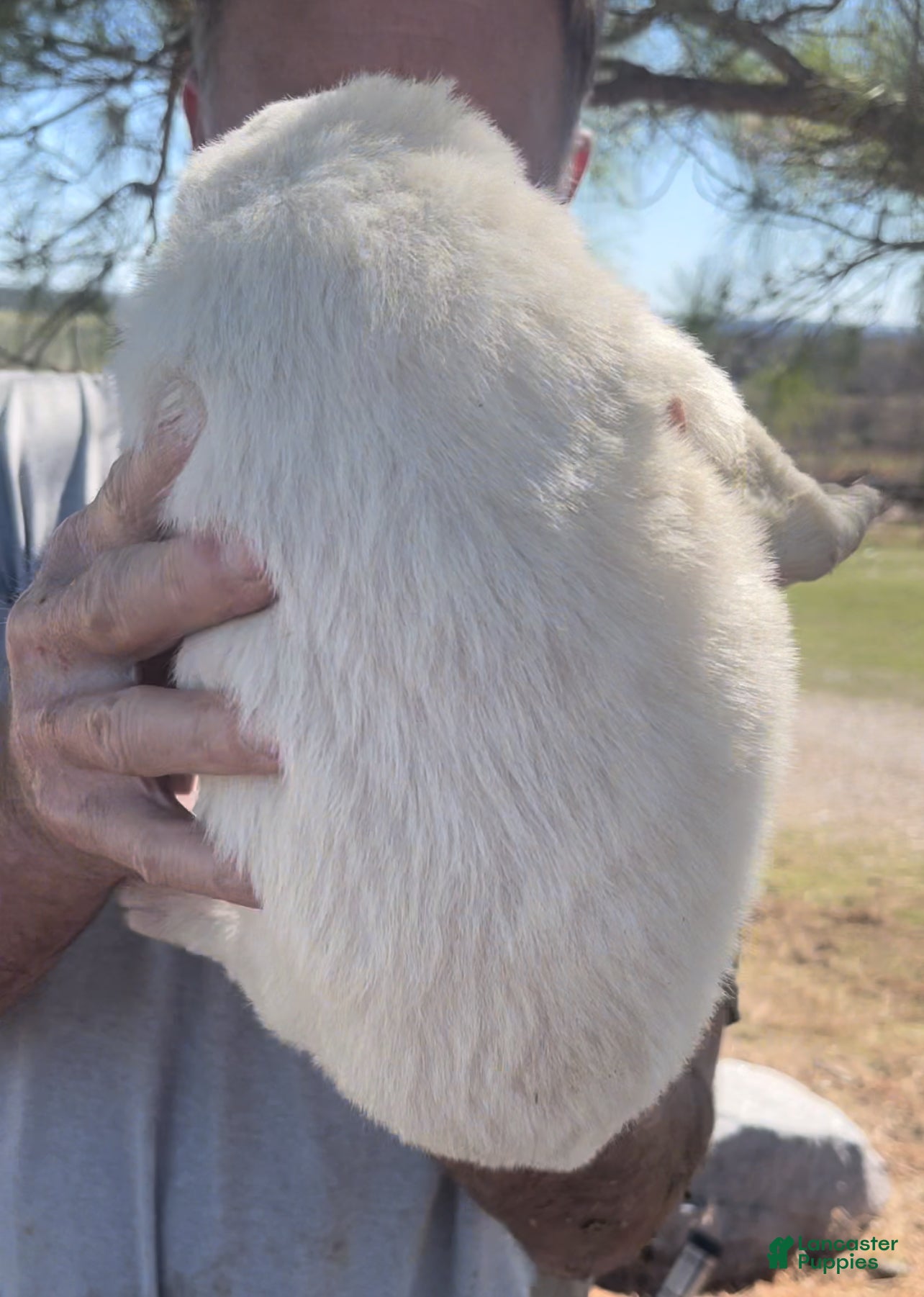 Mixed Breed dogs Mixed Breed Puppy 3 - Ad 2