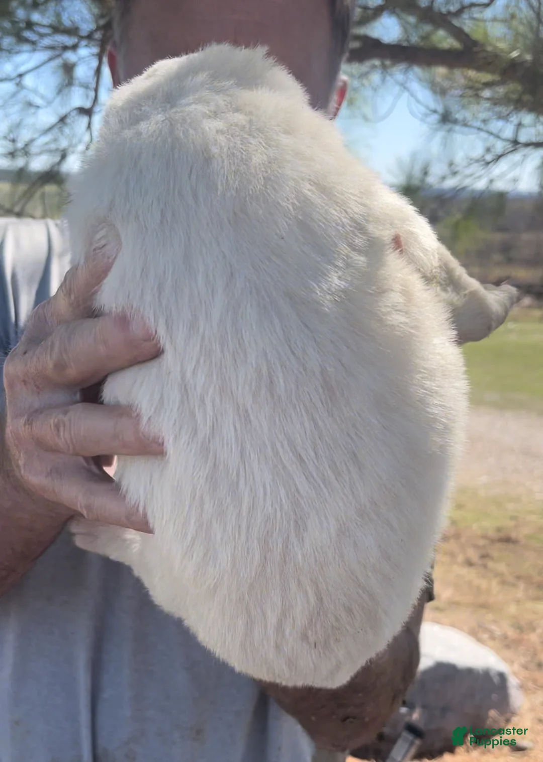 Mixed Breed dogs for sale: Mixed Breed Puppy 3 - Ad 2