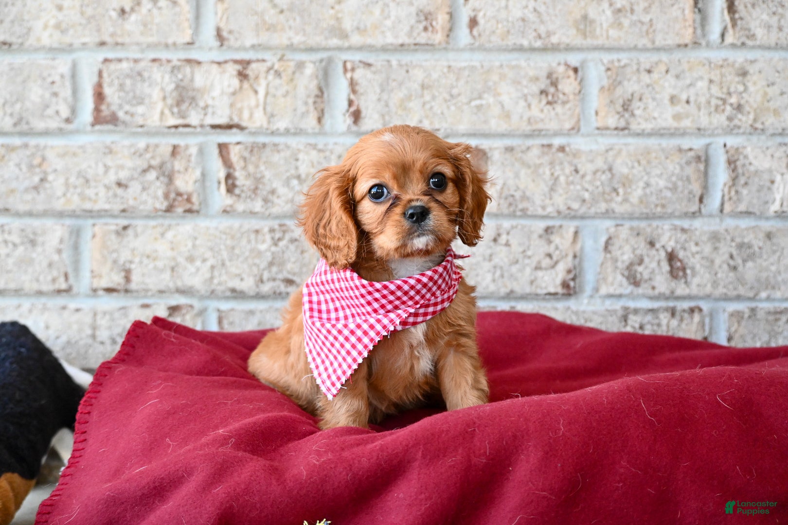 Cavalier King Charles Spaniel dogs Fred - Ad 2