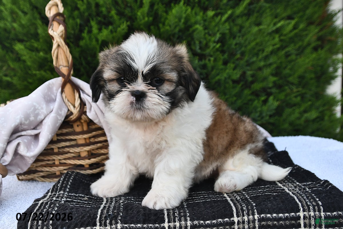Shih Tzu dogs Lucky - Ad 2