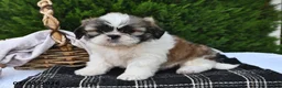 Shih Tzu dogs for sale: Lucky - Ad 2