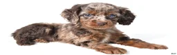 Cockapoo dogs for sale: Joy - Ad 3
