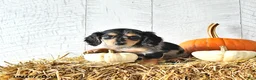 Miniature Dachshund dogs for sale: Milo - Ad 4