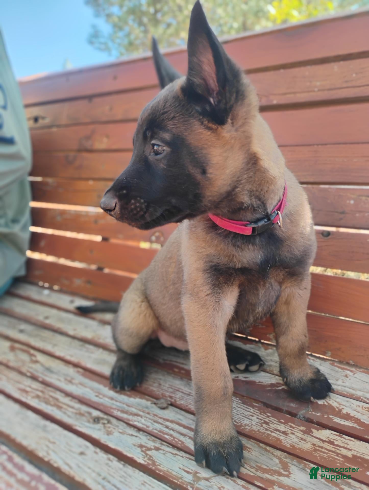 Belgian Malinois dogs Pink Collar - Ad 1