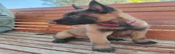 Belgian Malinois dogs for sale: Pink Collar - Ad 1