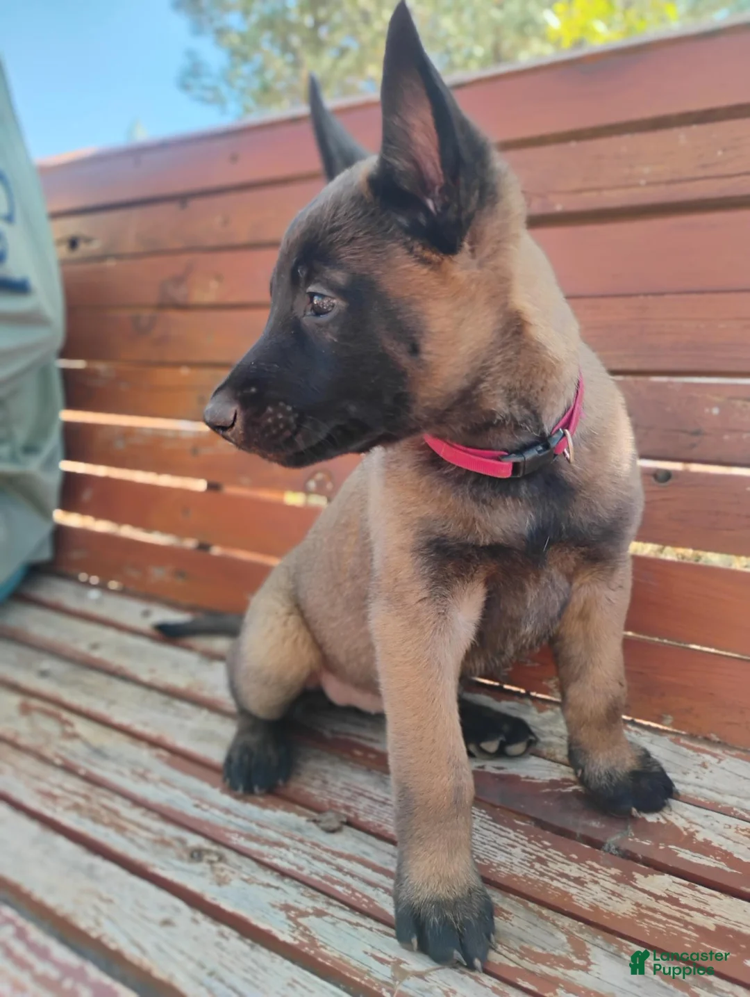 Belgian Malinois dogs for sale: Pink Collar - Ad 1