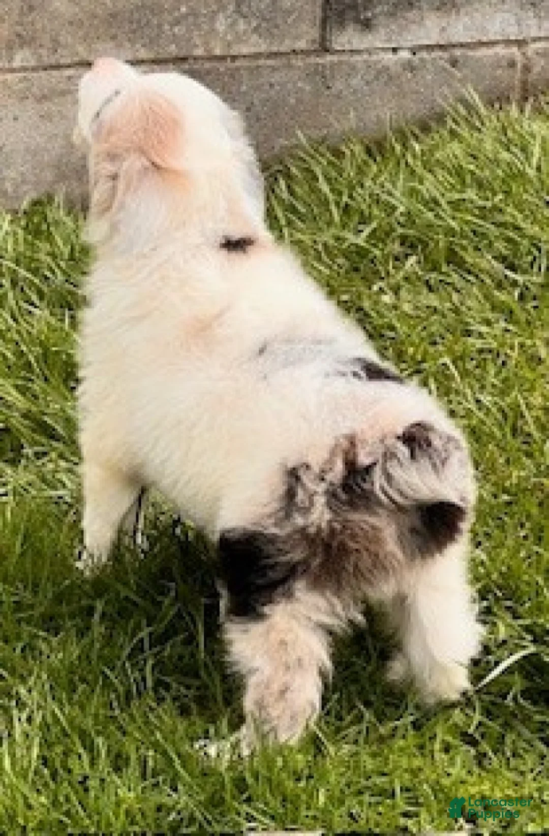 Mini Aussiedoodle dogs for sale: Simba - Ad 6