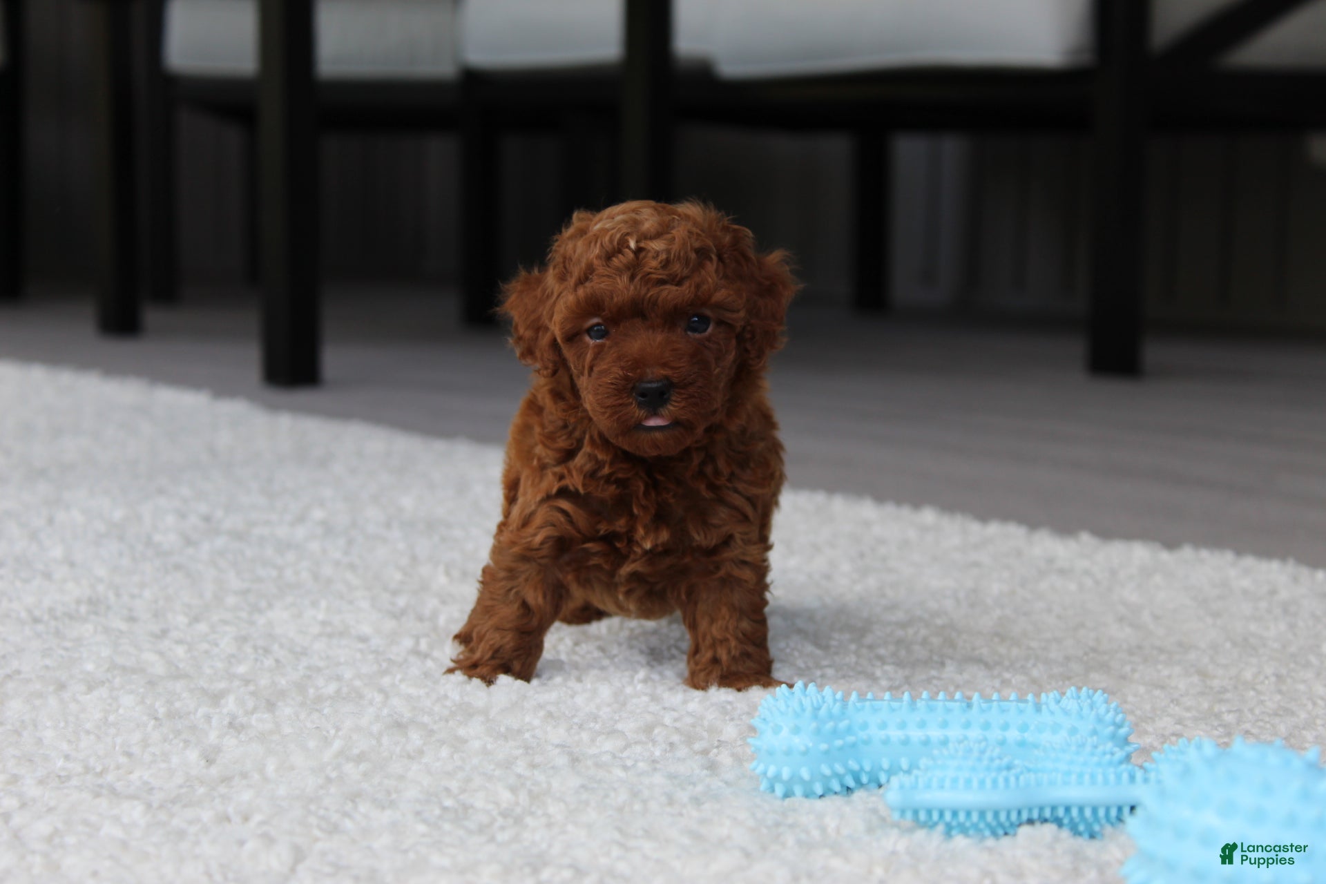 Toy Poodle dogs Anson - Ad 1