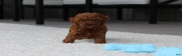 Toy Poodle dogs for sale: Anson - Ad 1