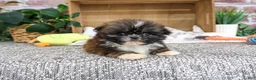 Shih Tzu dogs for sale: Hayes - Ad 4