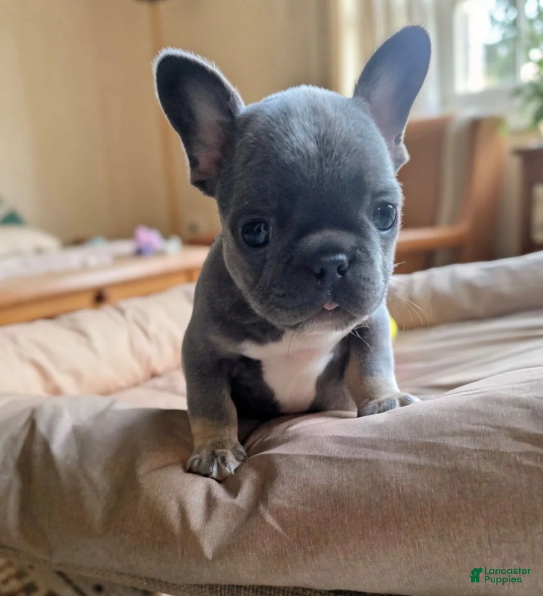 French Bulldog dogs for sale: Sea - Ad 2