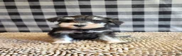 Miniature Schnauzer dogs for sale: Sarge - Ad 6