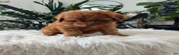 Mini Goldendoodle dogs for sale: Blazer - Ad 6