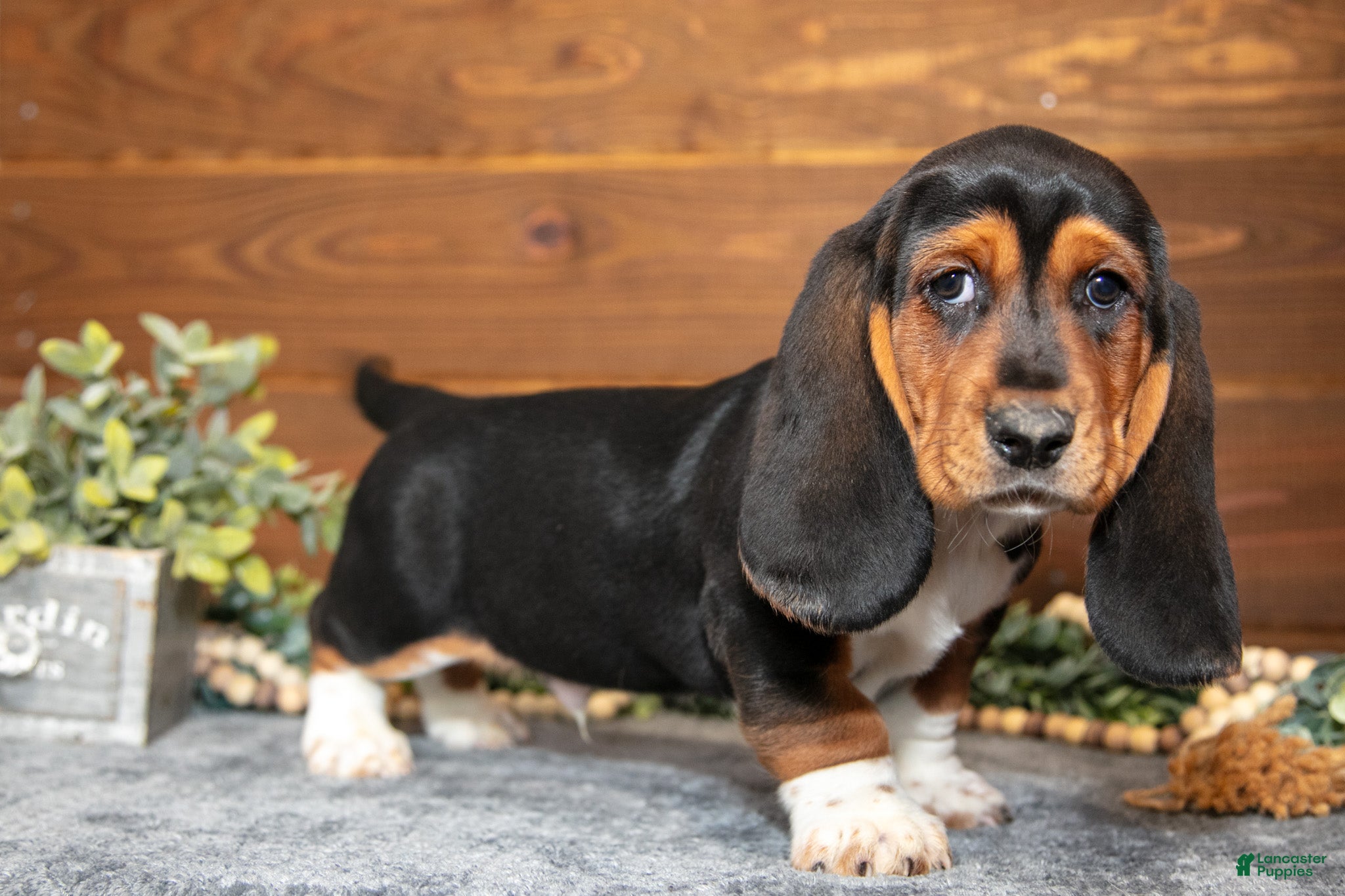 Basset Hound dogs Dexter - Ad 1