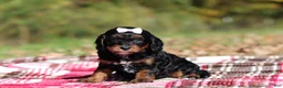 Cavapoo dogs for sale: Della - Ad 6
