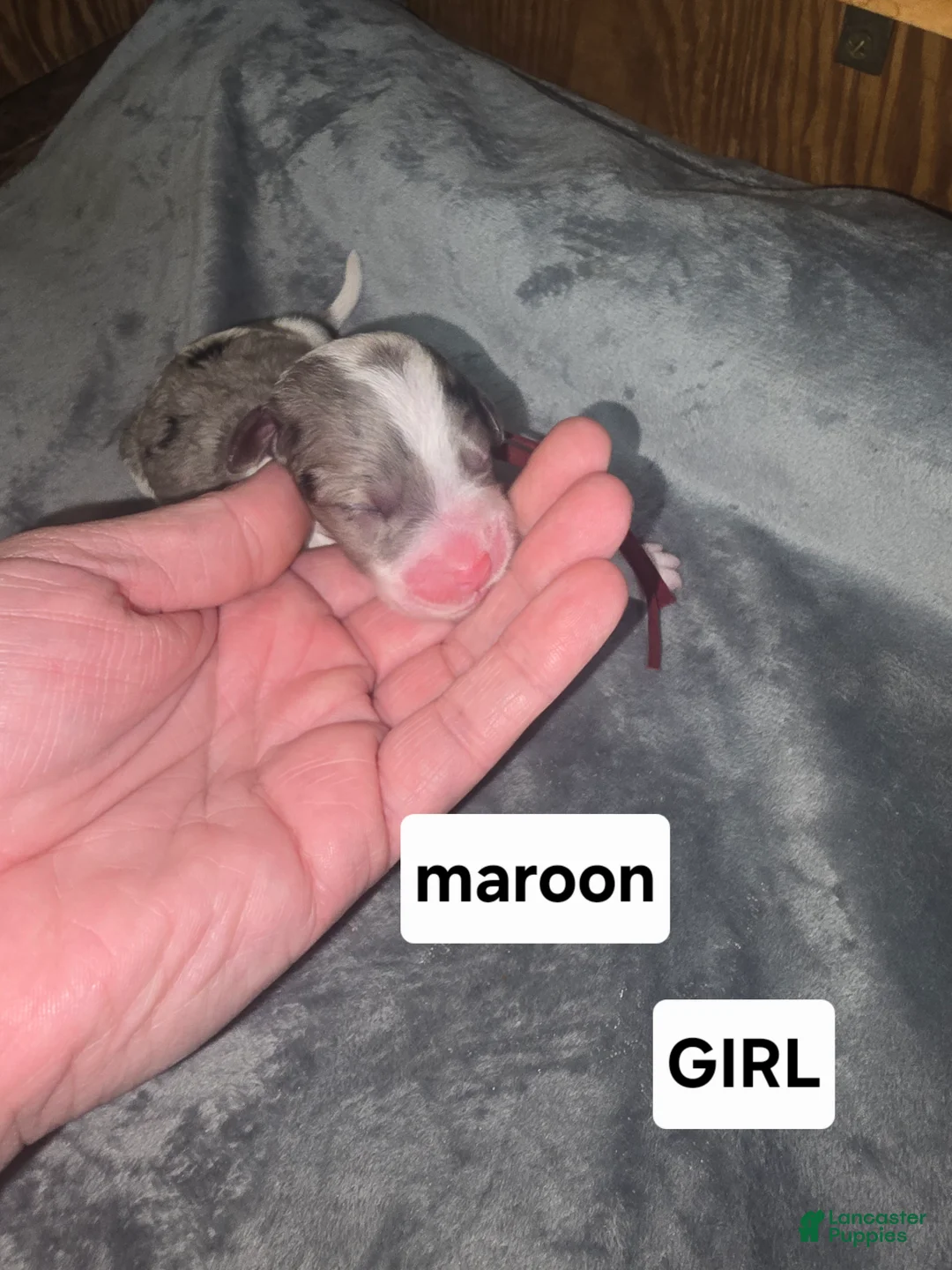 Sheepadoodle dogs for sale: Lily- maroon - Ad 2