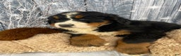 Bernese Mountain Dog dogs for sale: Thor - Ad 4