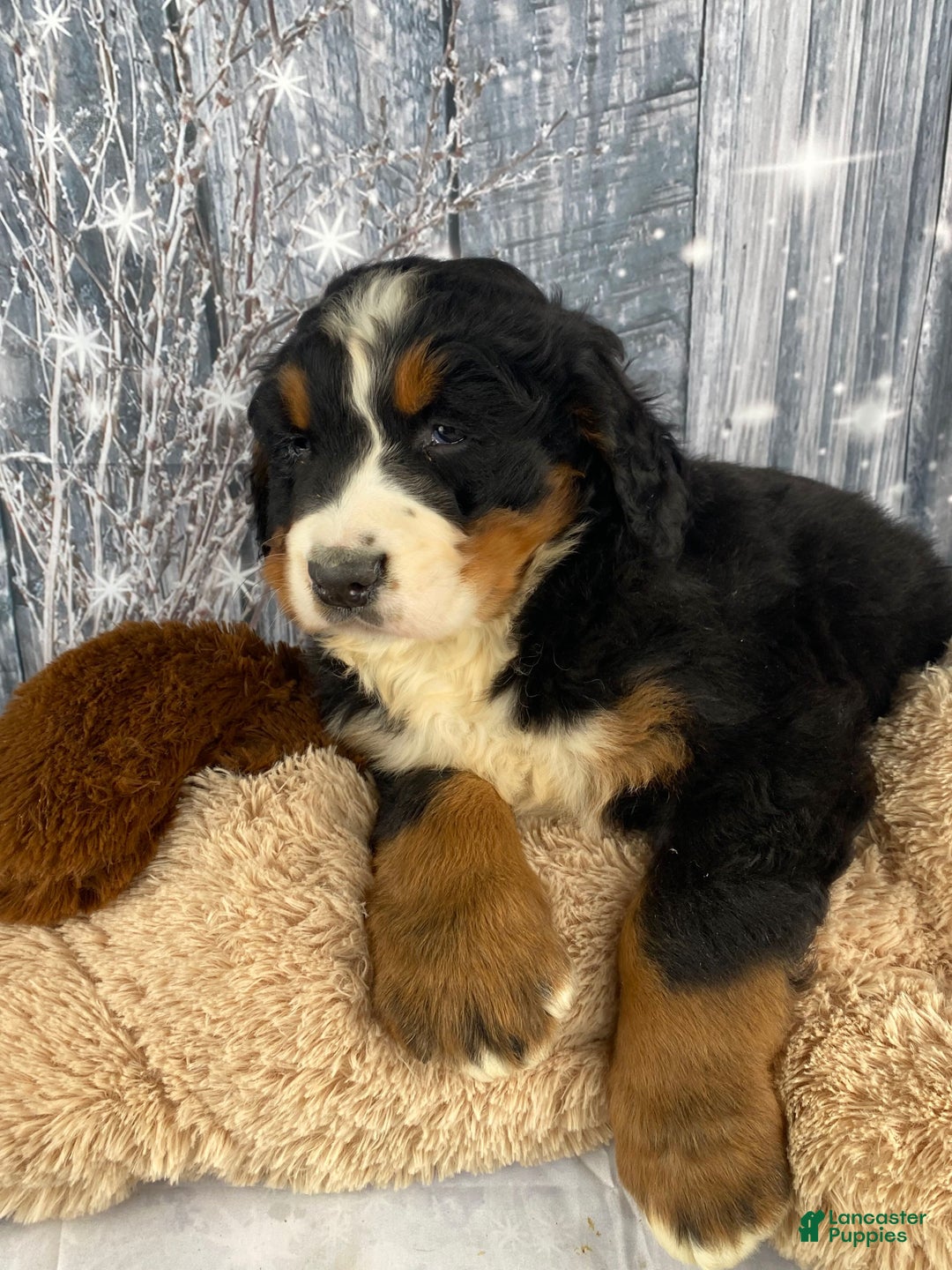 Bernese Mountain Dog dogs for sale: Thor - Ad 4