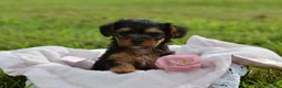 Yorkiepoo dogs for sale: Yorkiepoo 5 - Ad 2