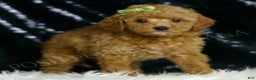 Mini Goldendoodle dogs for sale: Olive F1BB - Ad 3