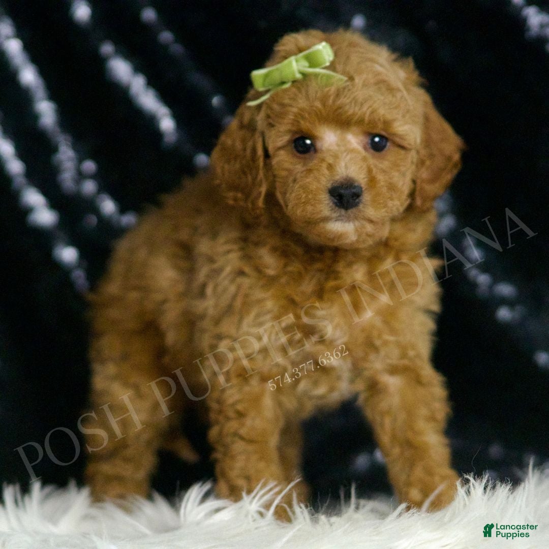 Mini Goldendoodle dogs for sale: Olive F1BB - Ad 3