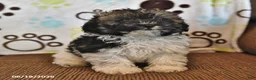 Shihpoo dogs for sale: Rainbow - Ad 2