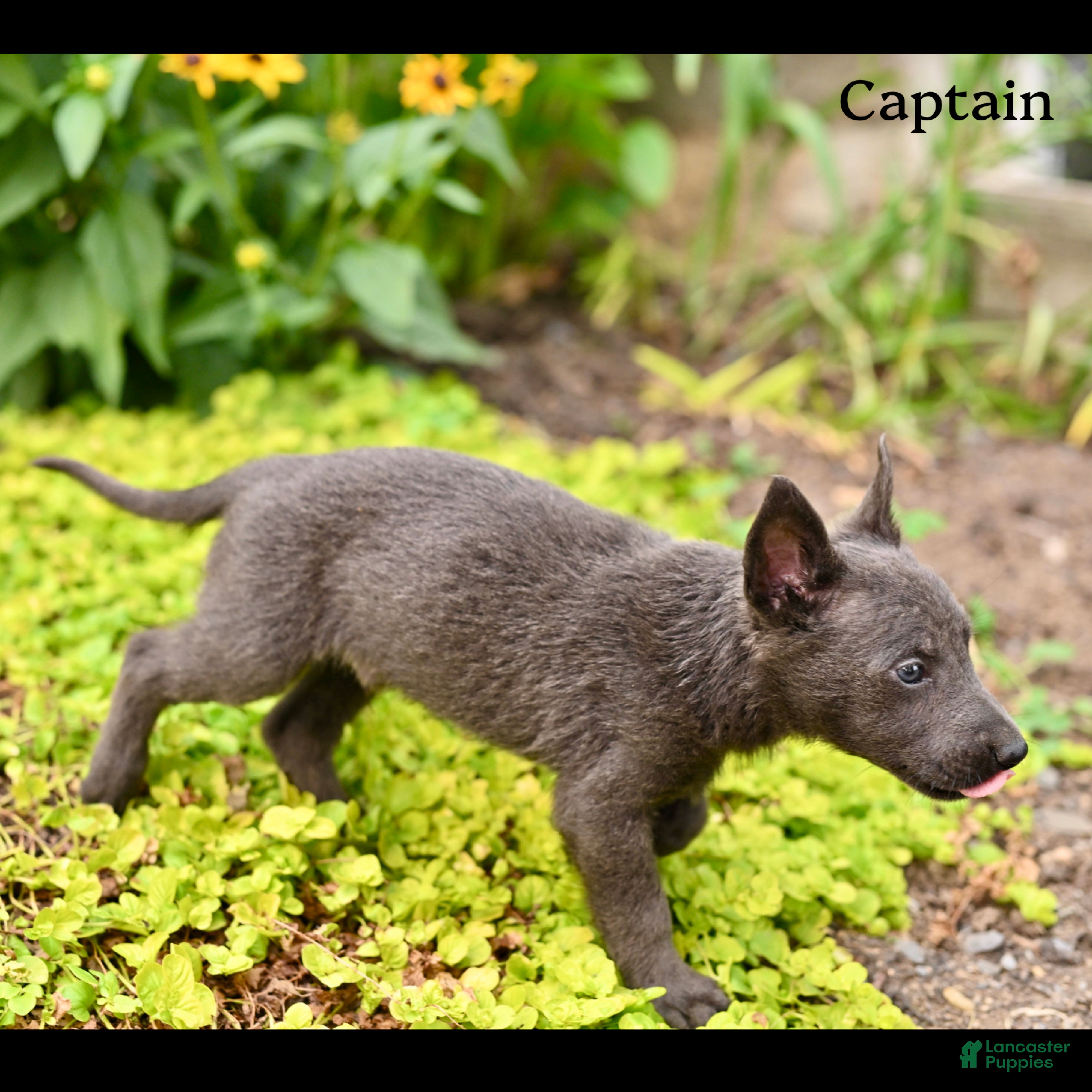 German Shepherd dogs Captain  - Ad 2