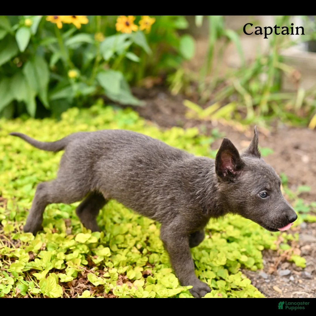 German Shepherd dogs for sale: Captain  - Ad 2