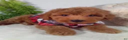 Bichpoo dogs for sale: Jasper  - Ad 3