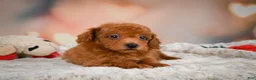 Toy Poodle dogs for sale: Chip - Ad 11
