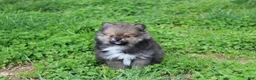 Pomeranian dogs for sale: Casper  - Ad 4