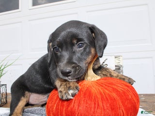 Goldador dogs - Ad 5