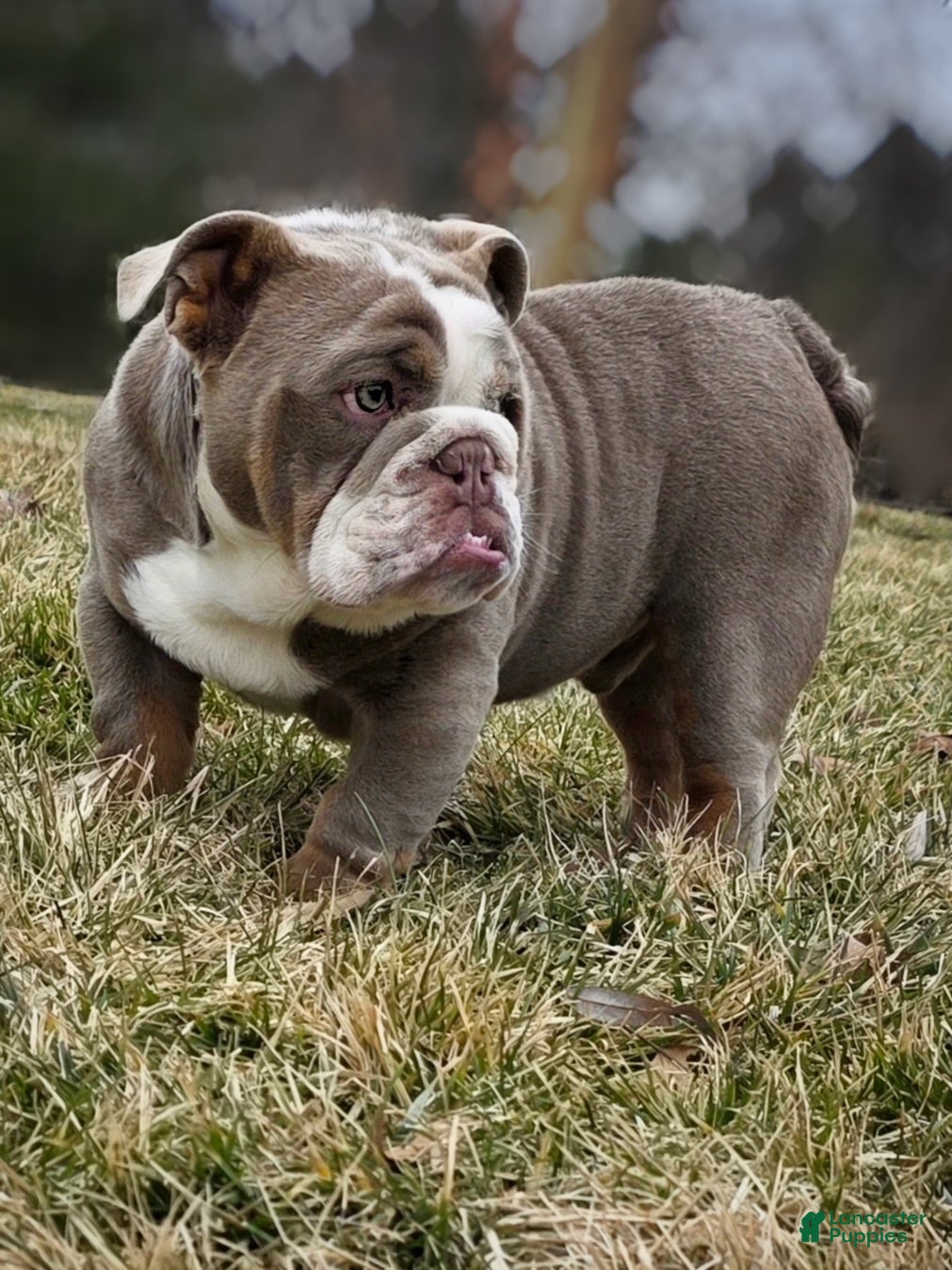 English Bulldog dogs English Bulldog Puppy 1 - Ad 30