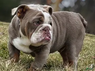 English Bulldog dogs English Bulldog Puppy 1 - Ad 30