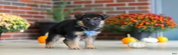 German Shepherd dogs for sale: Mason - Ad 5